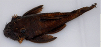 Catfish - Loricariidae